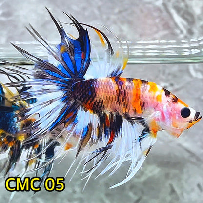 Crowntail Multicolor Male Betta Fish | High Grade | You Pick Fish |