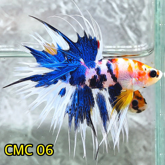 Crowntail Multicolor Male Betta Fish | High Grade | You Pick Fish |