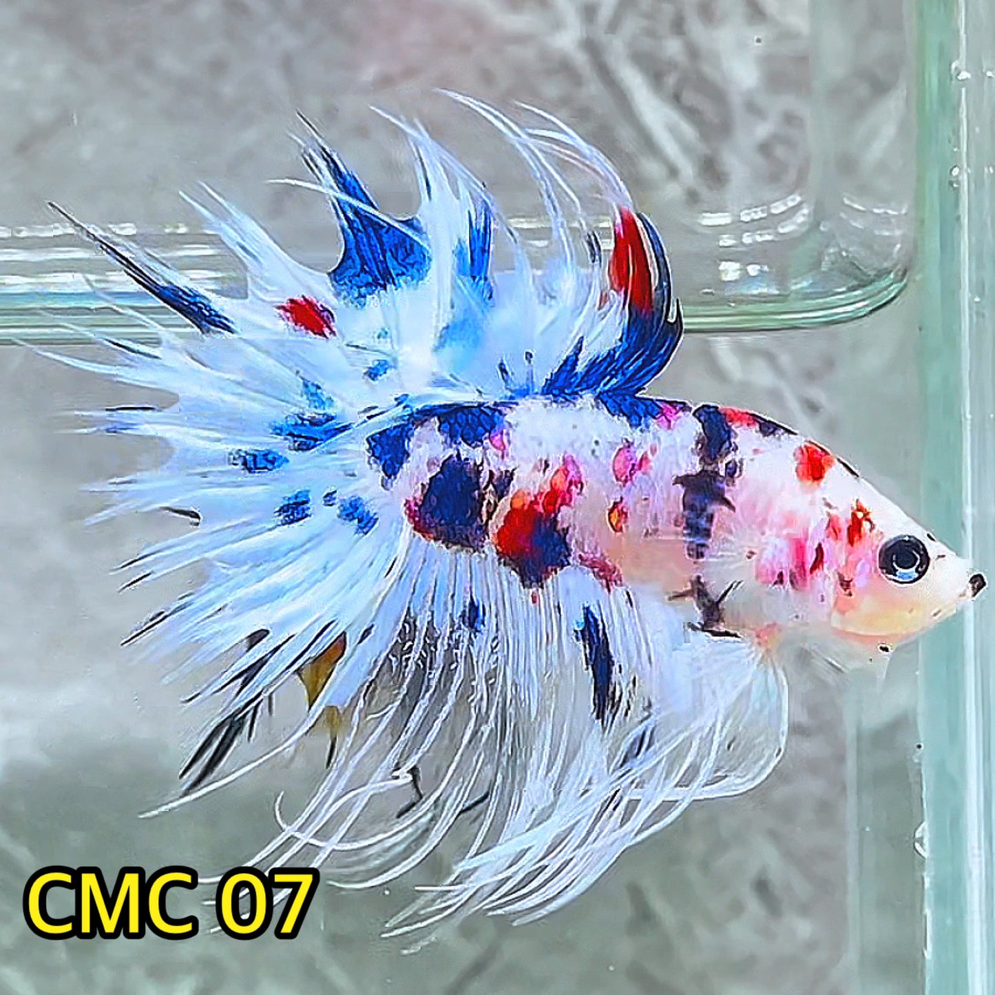 Crowntail Multicolor Male Betta Fish | High Grade | You Pick Fish |