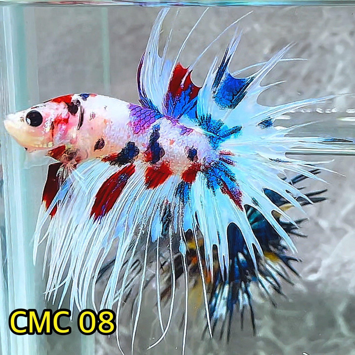 Crowntail Multicolor Male Betta Fish | High Grade | You Pick Fish |