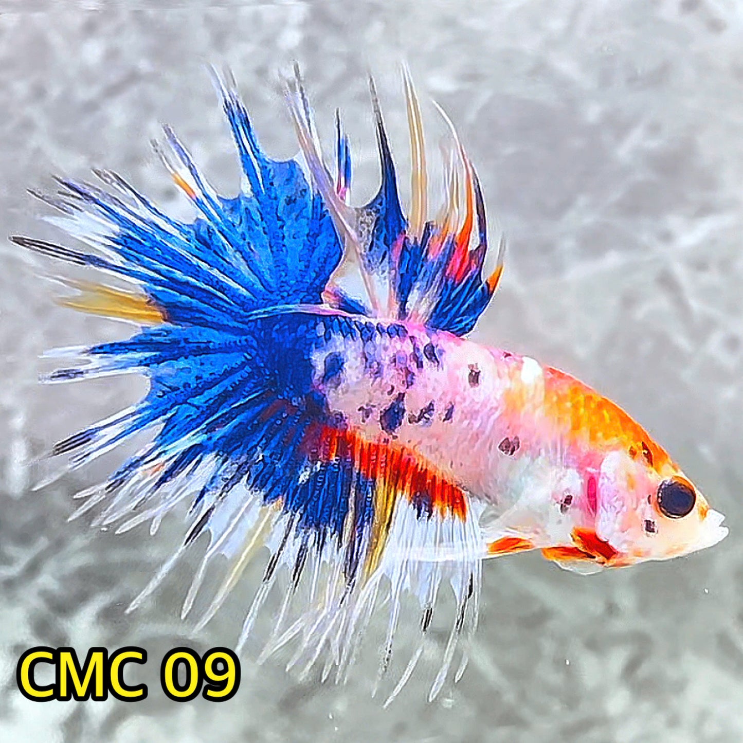 Crowntail Multicolor Male Betta Fish | High Grade | You Pick Fish |