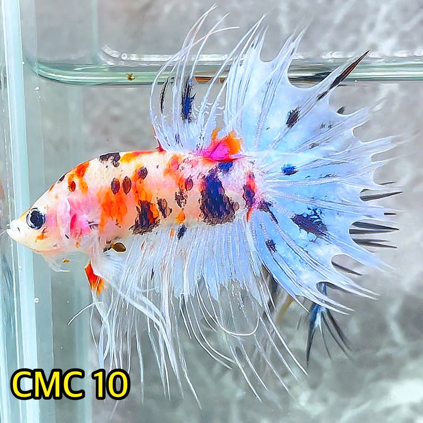 Crowntail Multicolor Male Betta Fish | High Grade | You Pick Fish |