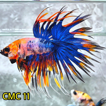 Crowntail Multicolor Male Betta Fish | High Grade | You Pick Fish |