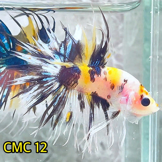 Crowntail Multicolor Male Betta Fish | High Grade | You Pick Fish |