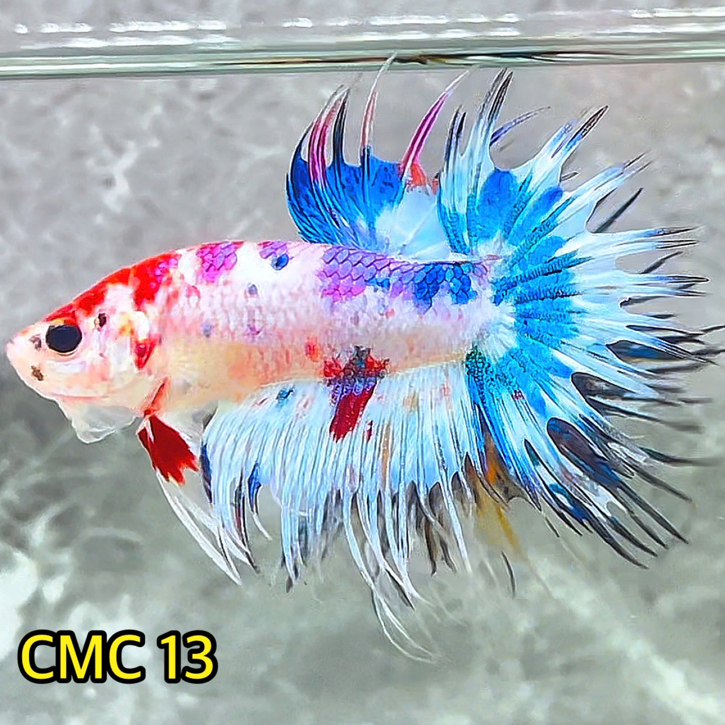 Crowntail Multicolor Male Betta Fish | High Grade | You Pick Fish |