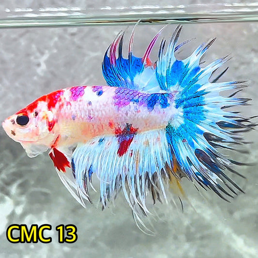 Crowntail Multicolor Male Betta Fish | High Grade | You Pick Fish |