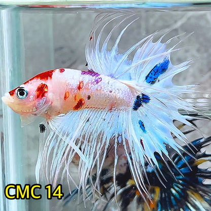 Crowntail Multicolor Male Betta Fish | High Grade | You Pick Fish |