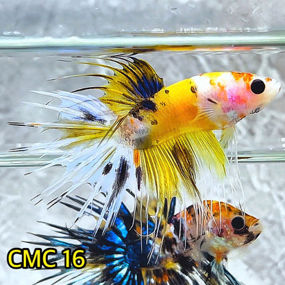 Crowntail Multicolor Male Betta Fish | High Grade | You Pick Fish |