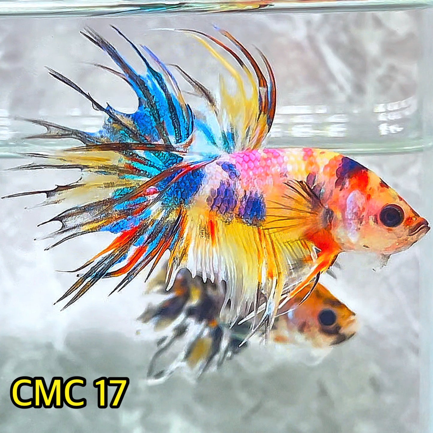 Crowntail Multicolor Male Betta Fish | High Grade | You Pick Fish |