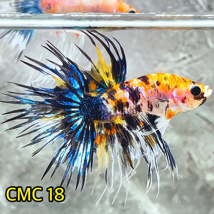 Crowntail Multicolor Male Betta Fish | High Grade | You Pick Fish |