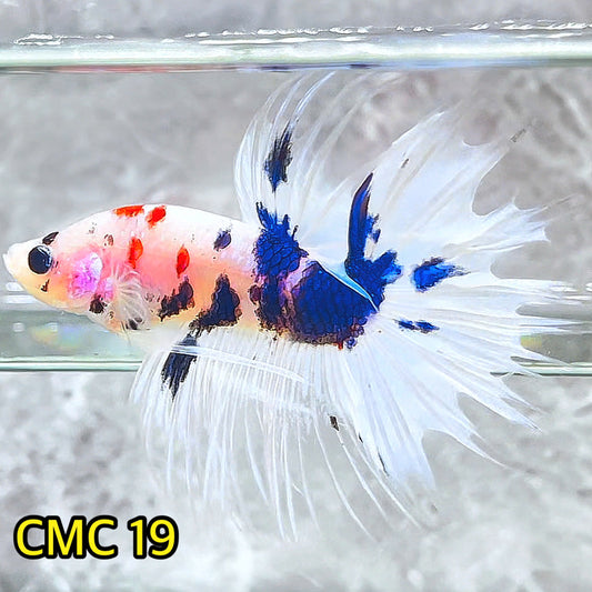 Crowntail Multicolor Male Betta Fish | High Grade | You Pick Fish |