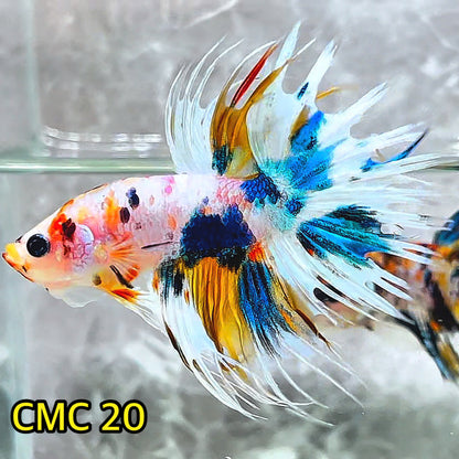 Crowntail Multicolor Male Betta Fish | High Grade | You Pick Fish |