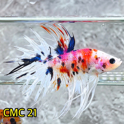 Crowntail Multicolor Male Betta Fish | High Grade | You Pick Fish |