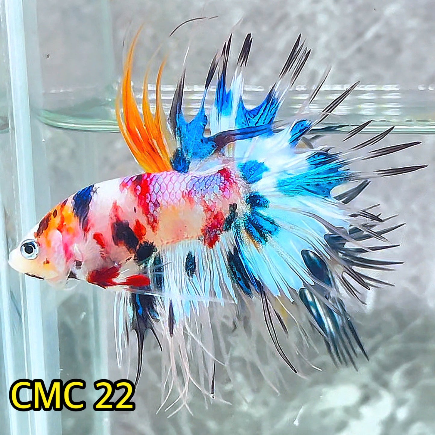 Crowntail Multicolor Male Betta Fish | High Grade | You Pick Fish |