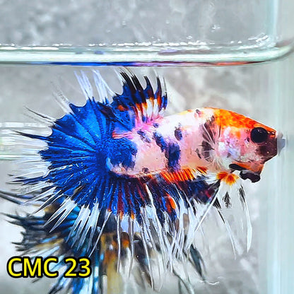 Crowntail Multicolor Male Betta Fish | High Grade | You Pick Fish |