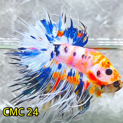 Crowntail Multicolor Male Betta Fish | High Grade | You Pick Fish |