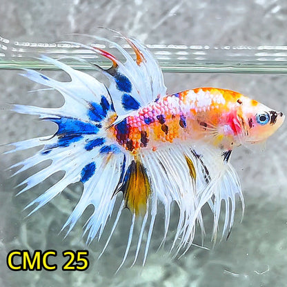 Crowntail Multicolor Male Betta Fish | High Grade | You Pick Fish |