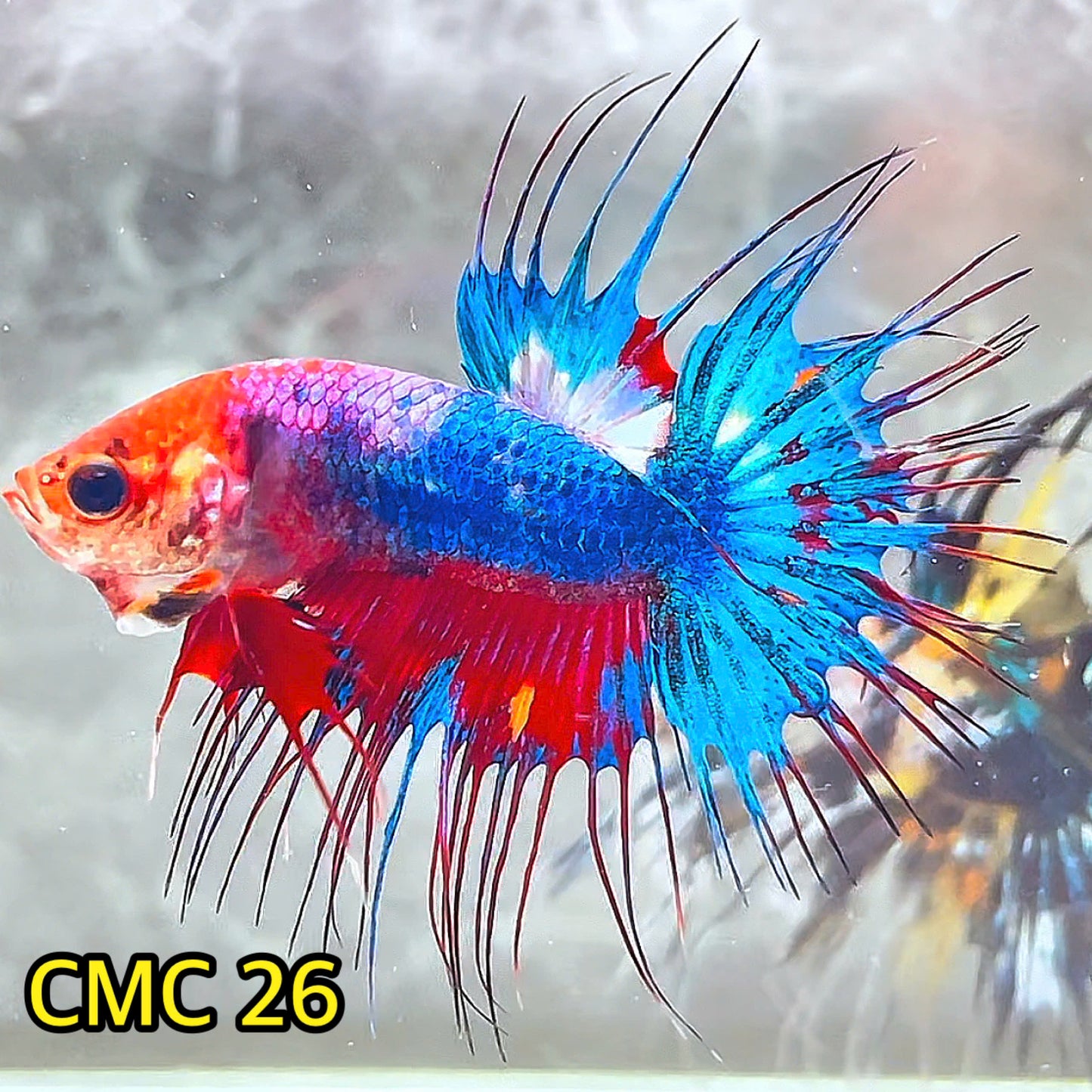 Crowntail Multicolor Male Betta Fish | High Grade | You Pick Fish |