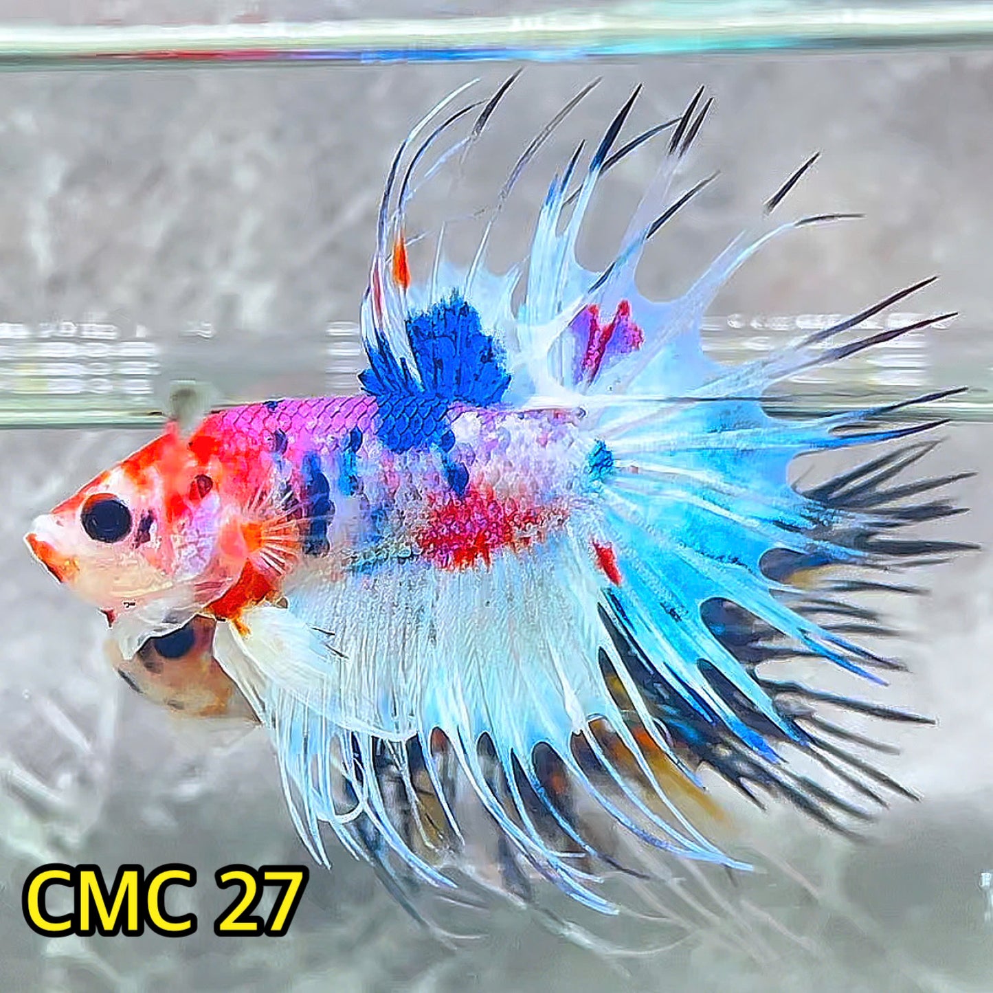 Crowntail Multicolor Male Betta Fish | High Grade | You Pick Fish |