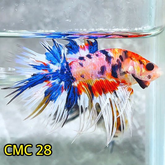 Crowntail Multicolor Male Betta Fish | High Grade | You Pick Fish |