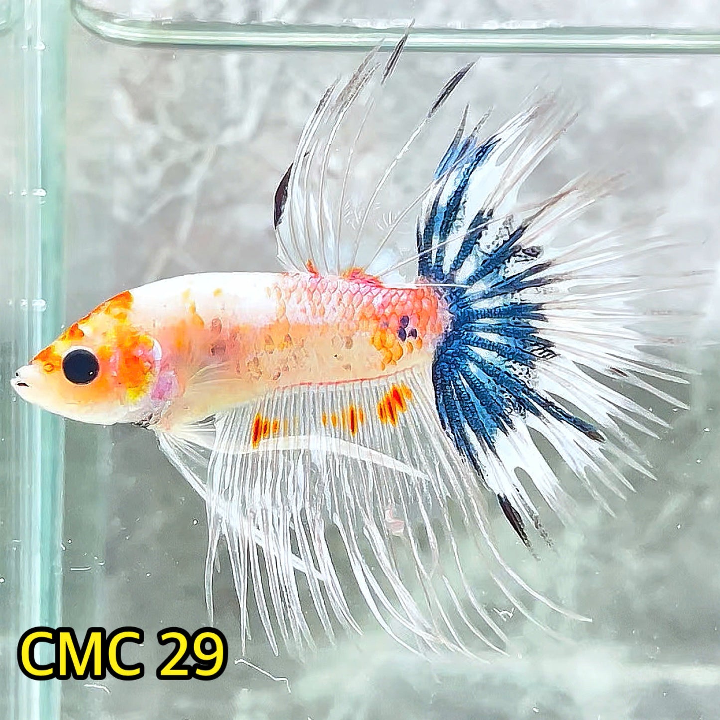 Crowntail Multicolor Male Betta Fish | High Grade | You Pick Fish |