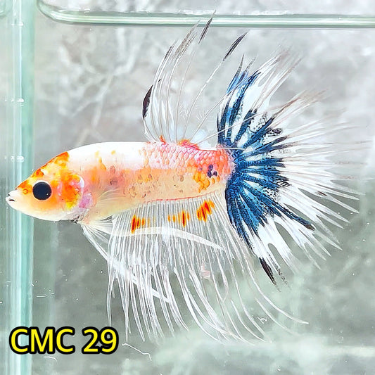 Crowntail Multicolor Male Betta Fish | High Grade | You Pick Fish |