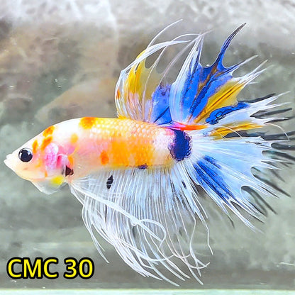 Crowntail Multicolor Male Betta Fish | High Grade | You Pick Fish |