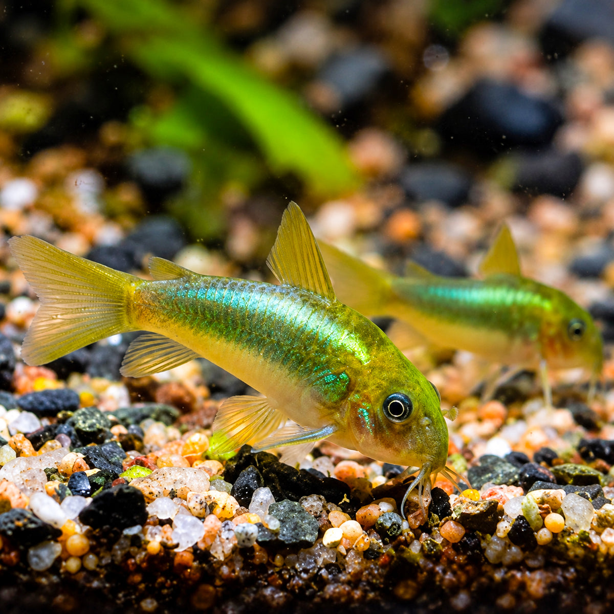 CW009 Green Laser Cory Catfish – Corydoras sp. CW009