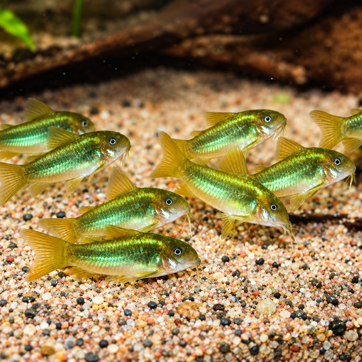 CW009 Green Laser Cory Catfish – Corydoras sp. CW009
