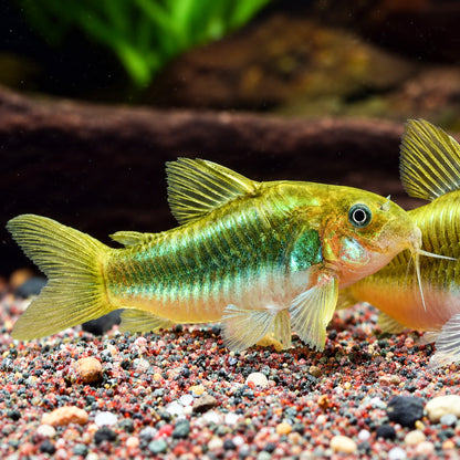 CW009 Green Laser Cory Catfish – Corydoras sp. CW009