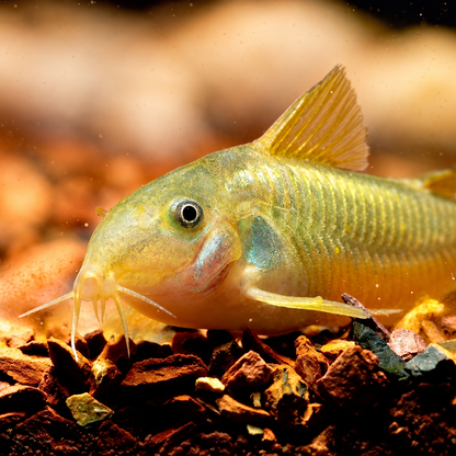 CW010 Gold Laser Cory Catfish – Corydoras sp. CW010