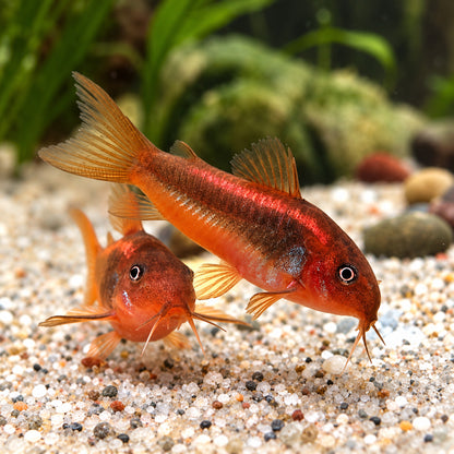 CW023 Red Laser Cory Catfish – Corydoras sp. CW023