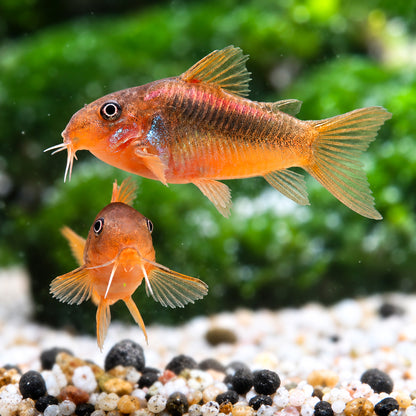 CW023 Red Laser Cory Catfish – Corydoras sp. CW023