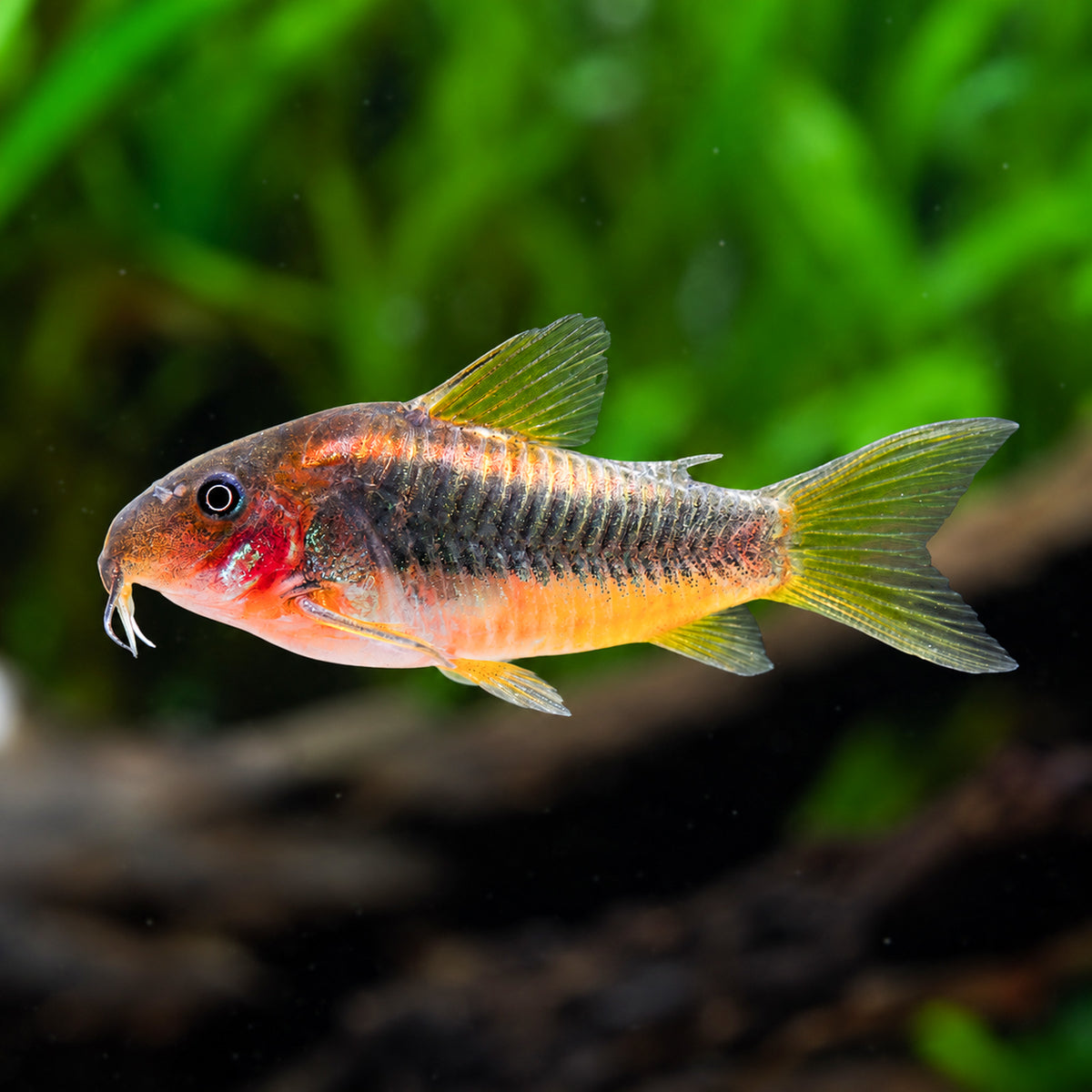CW023 Red Laser Cory Catfish – Corydoras sp. CW023