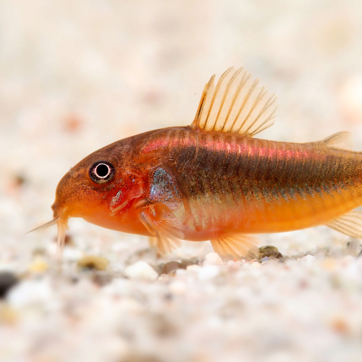 CW023 Red Laser Cory Catfish – Corydoras sp. CW023