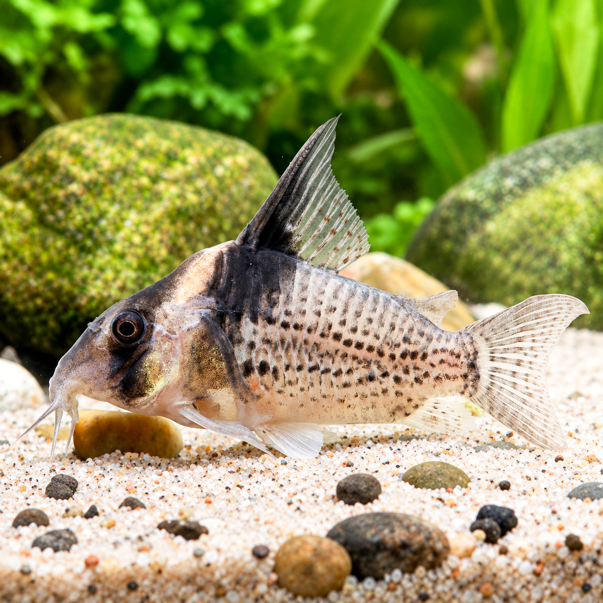 CW027 Cory Catfish – Hoplisoma sp. CW027