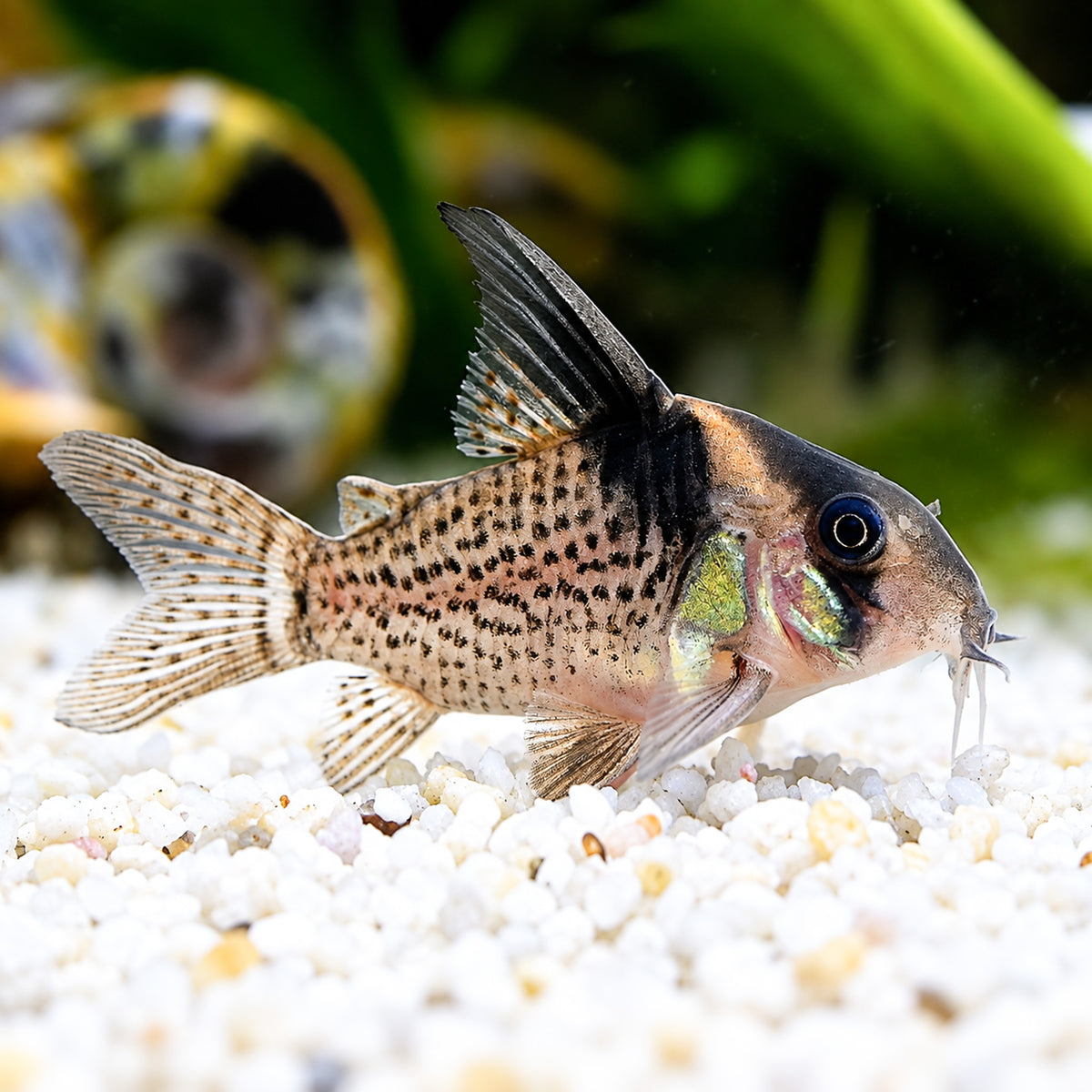 CW027 Cory Catfish – Hoplisoma sp. CW027