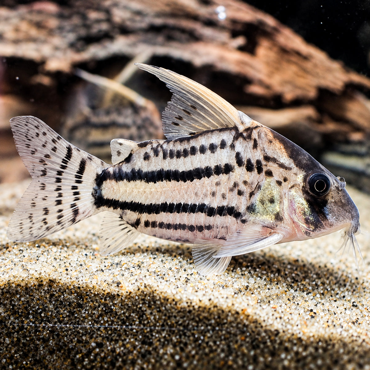 CW028 Super Schwartzi Cory Catfish – Hoplisoma sp. CW028