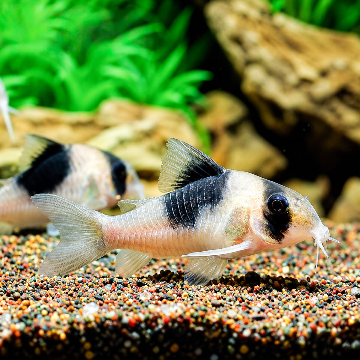 CW051 New Panda Cory Catfish – Hoplisoma sp. CW051