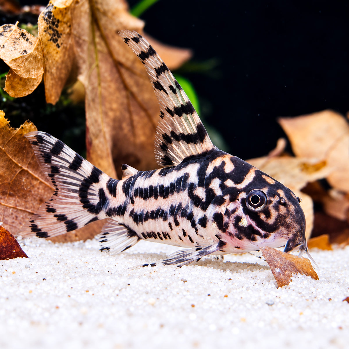 CW111 Vulcan Cory Catfish – Hoplisoma sp. CW111