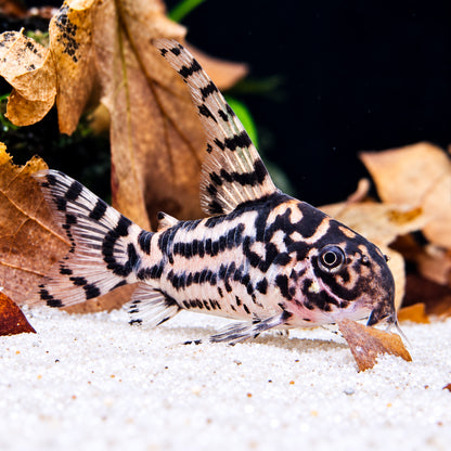 CW111 Vulcan Cory Catfish – Hoplisoma sp. CW111