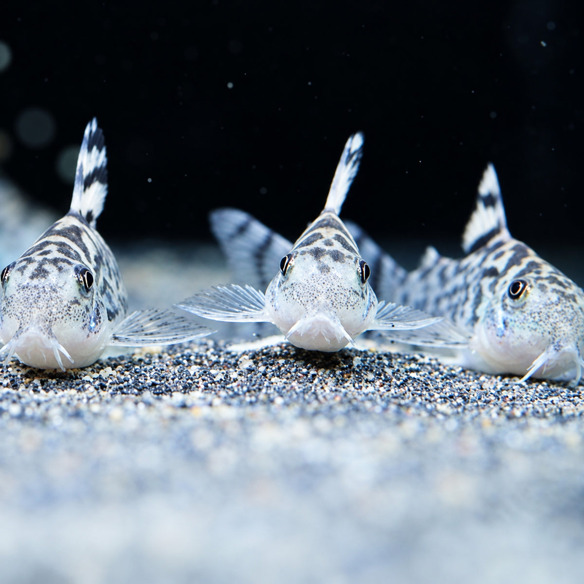CW111 Vulcan Cory Catfish – Hoplisoma sp. CW111