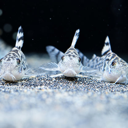 CW111 Vulcan Cory Catfish – Hoplisoma sp. CW111