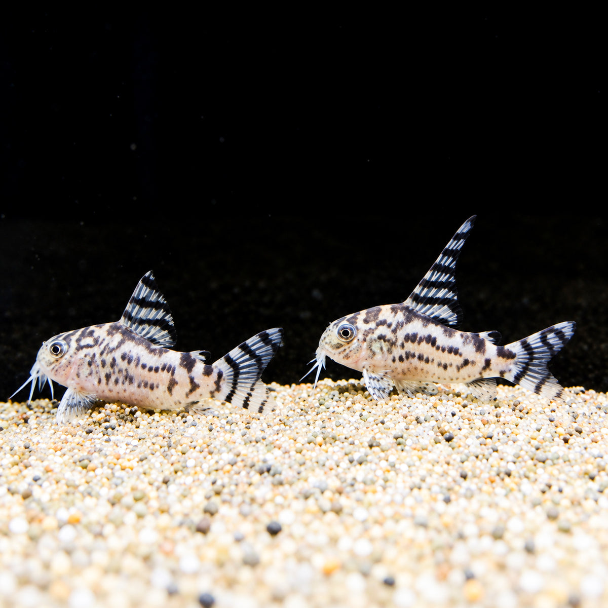 CW111 Vulcan Cory Catfish – Hoplisoma sp. CW111