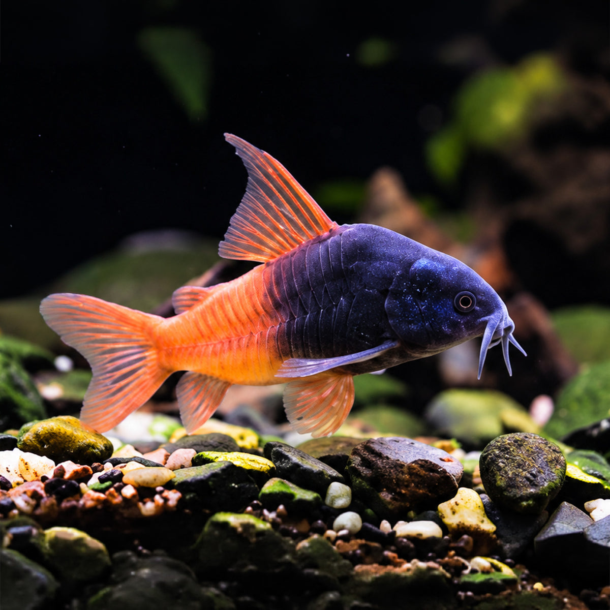CW217 Rio Tomo Concolor Cory Catfish – Hoplisoma sp. CW217