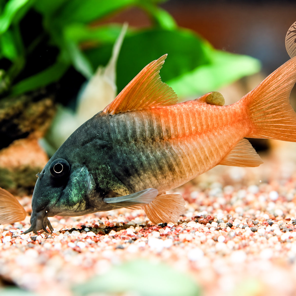 CW217 Rio Tomo Concolor Cory Catfish – Hoplisoma sp. CW217