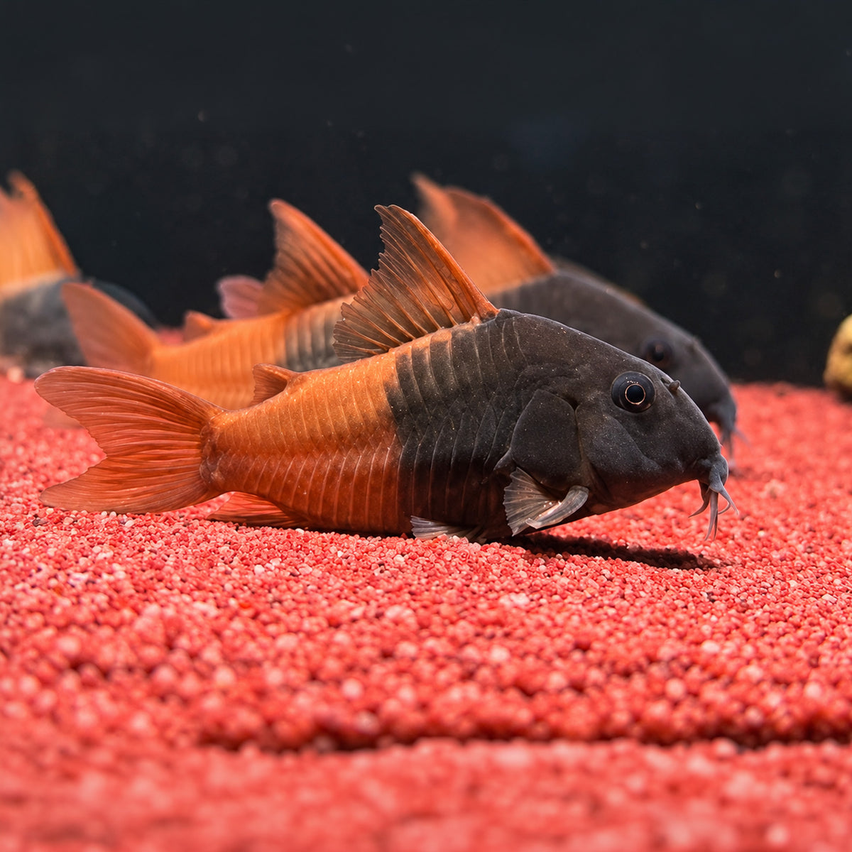 CW217 Rio Tomo Concolor Cory Catfish – Hoplisoma sp. CW217