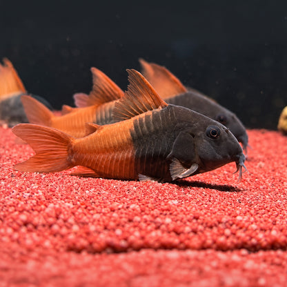 CW217 Rio Tomo Concolor Cory Catfish – Hoplisoma sp. CW217