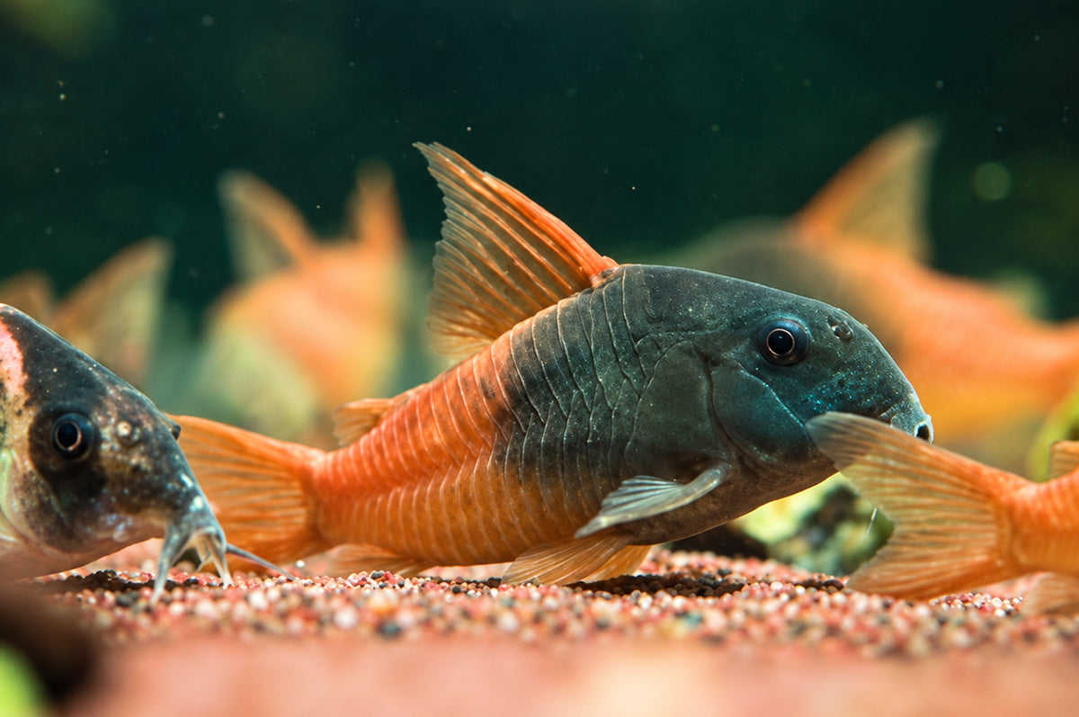 CW217 Rio Tomo Concolor Cory Catfish – Hoplisoma sp. CW217