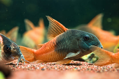 CW217 Rio Tomo Concolor Cory Catfish – Hoplisoma sp. CW217